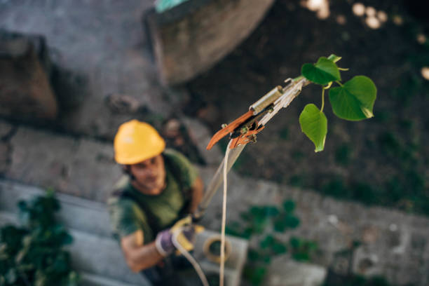 Large Tree Removal in Brookland, AR